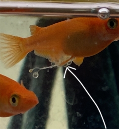 IMG_4205 のコヒ$309Aー