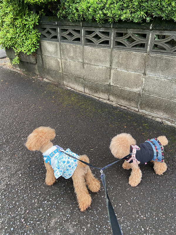 IMG_4273 のコヒ$309Aー