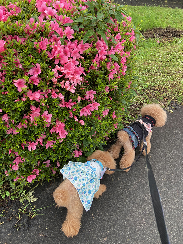 IMG_4276 のコヒ$309Aー