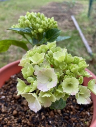 IMG_4227 のコヒ$309Aー