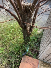 IMG_6928 のコヒ$309Aー