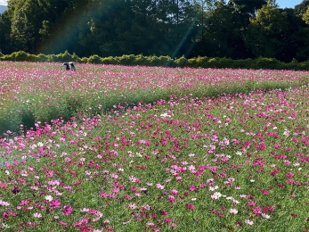 IMG_7489 のコヒ$309Aー