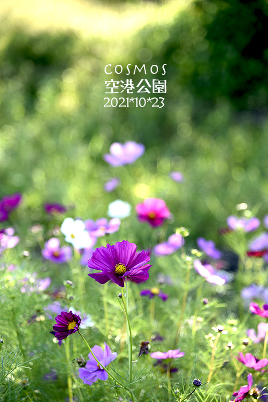 _DSC0005 のコヒ$309Aー