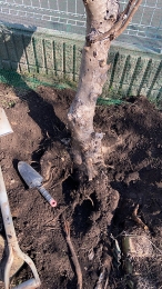 IMG_8849 のコヒ$309Aー