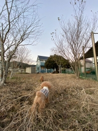 IMG_8538 のコヒ$309Aー