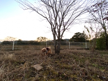 IMG_8536 のコヒ$309Aー