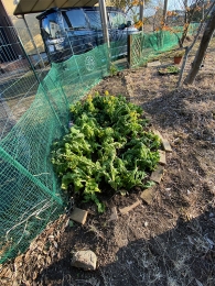 IMG_8920 のコヒ$309Aー