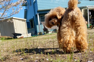 IMG_0751 のコヒ$309Aー