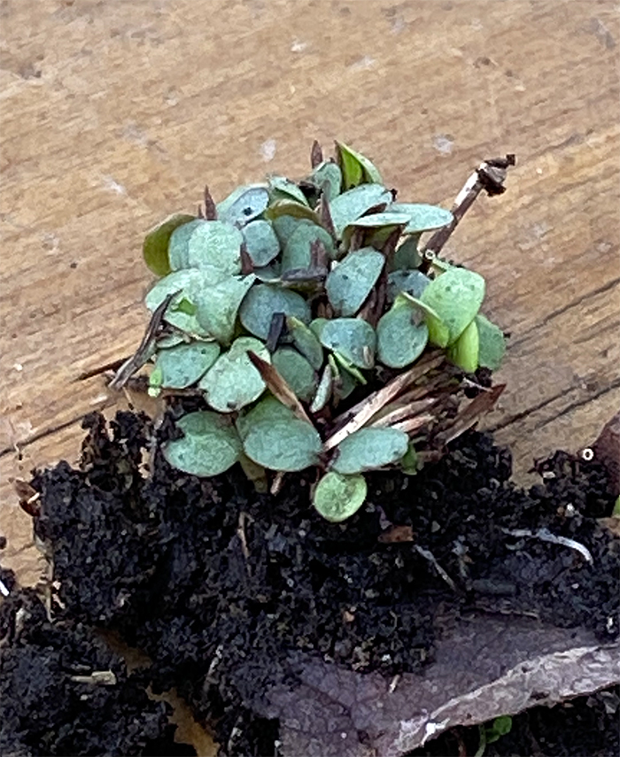 IMG_7550 のコヒ$309Aー