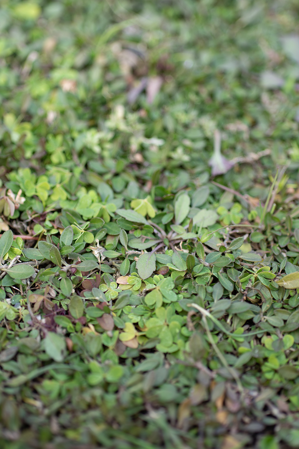 _DSC9002 のコヒ$309Aー